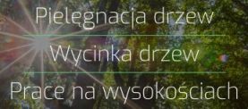 pielęgnacja drzew Łódź